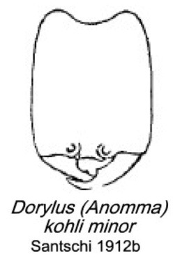 {Dorylus (Anomma) kohli minor}