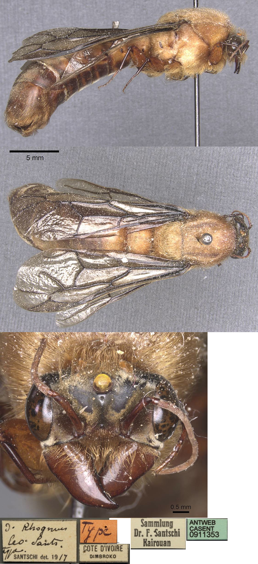 {Dorylus leo holotype male}