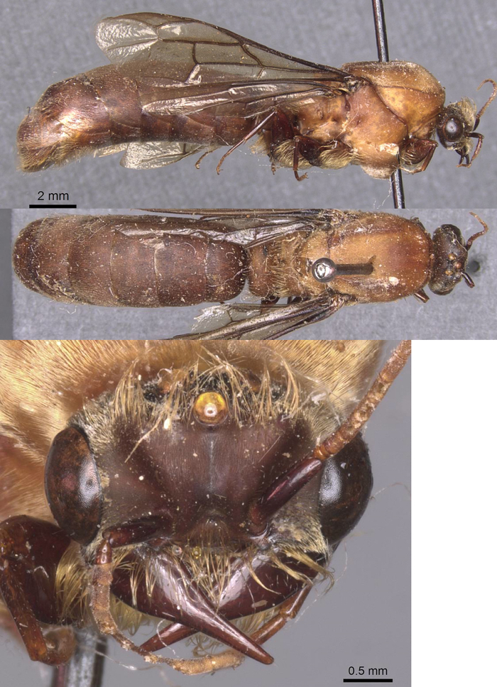Dorylus mandibularis pulchellus