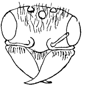 Dorylus opacus male