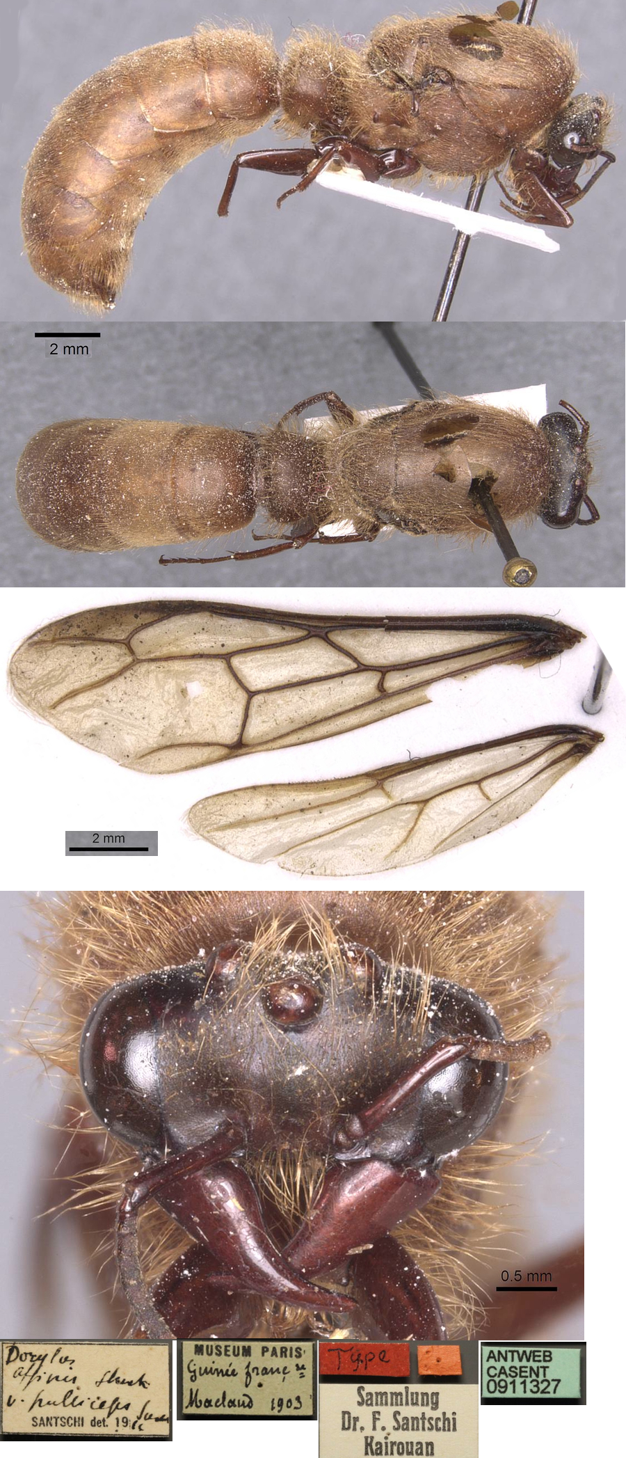 Dorylus pulliceps male
