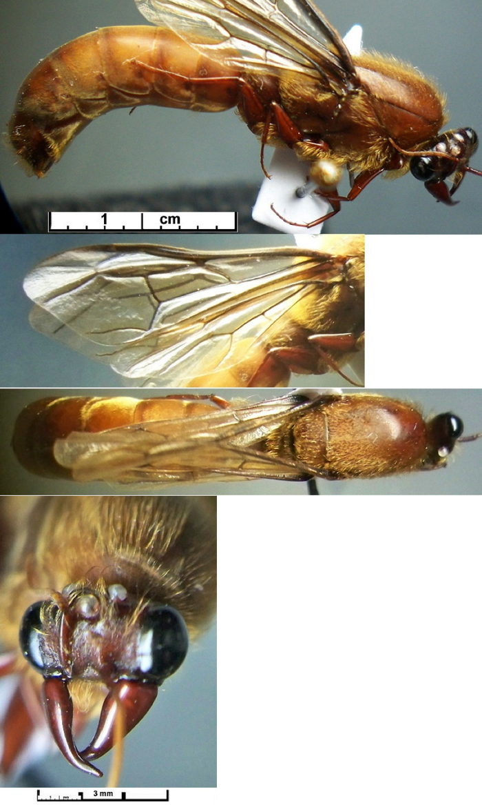 Dorylus (D.) pulliceps