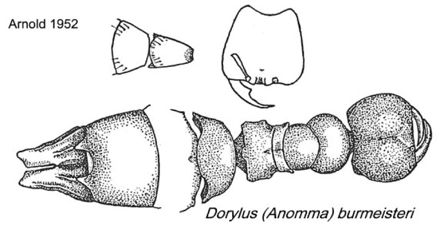 {Dorylus burmeisteri (Arnold paper)}
