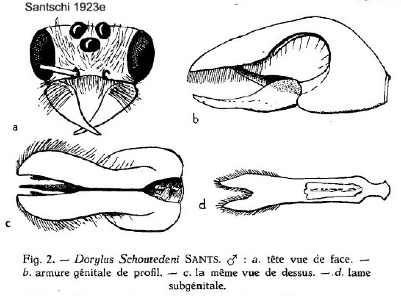 Dorylus schoutedeni male