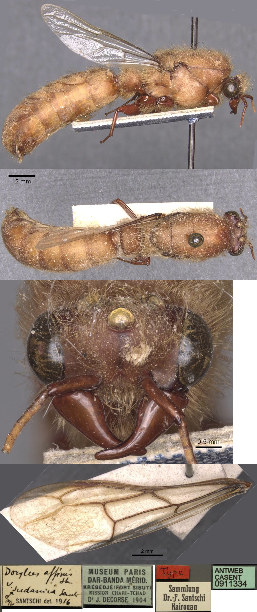 {Dorylus sudanicus holotype male}