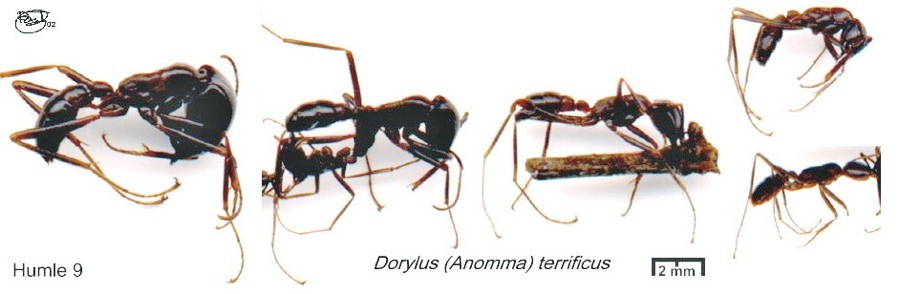 {Dorylus terrificus polymorphism}