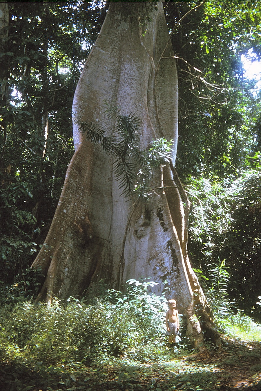 {giant silk cotton tree at CRIN}