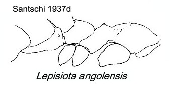 {Lepisiota angolensis