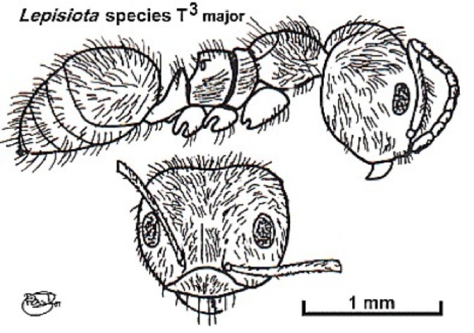 {Lepisiota species T3}