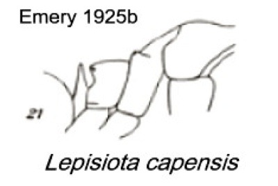 {Lepisiota capensis}