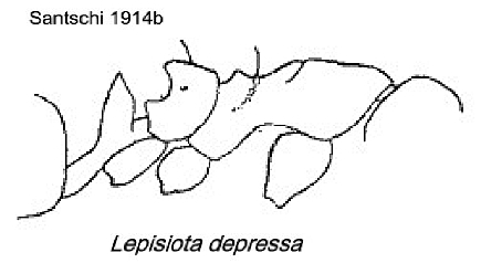 {Lepisiota depressa}