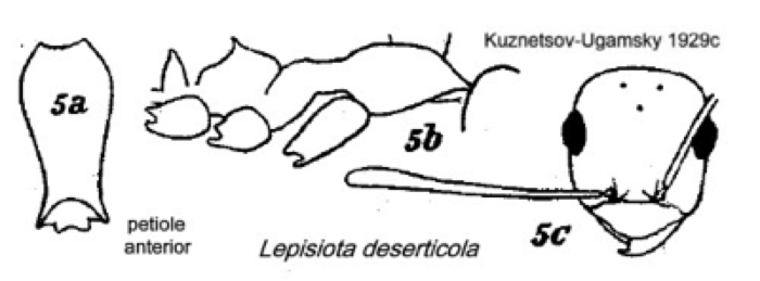 {Lepisiota deserticola}