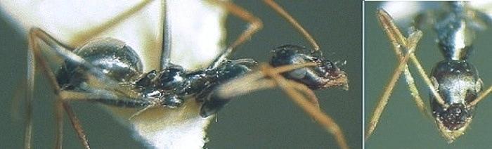 Lepisiota gracilicornis