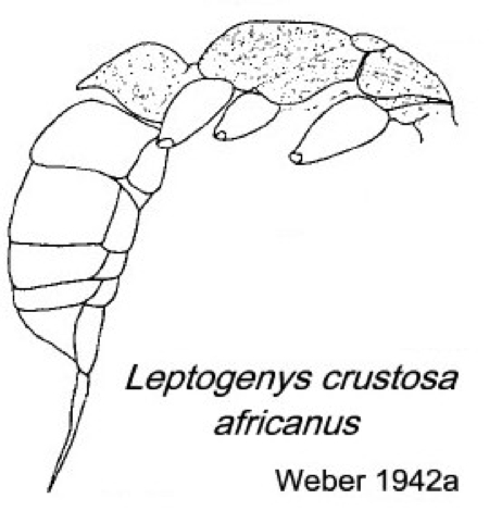 {Leptogenys crustosa africanus}