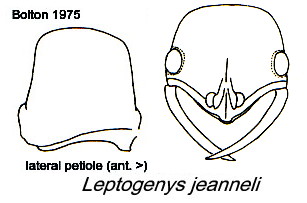 Leptogenys jeanneli