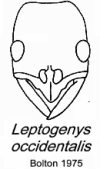 {Leptogenys occidentalis}