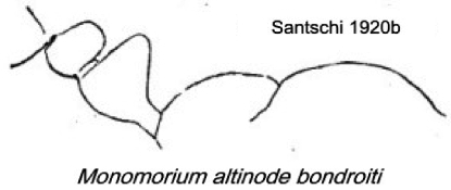 Monomorium altinode bondroiti