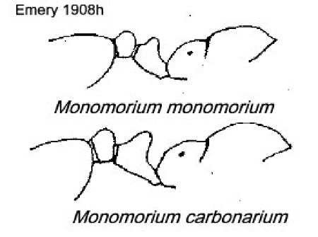 {Monomorium monomorium & carbonarium}}