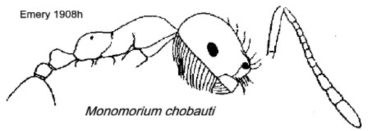 Monomorium chobauti