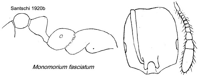 {Monomorium fasciatum}