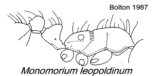{Monomorium leopoldinum}