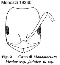 Monomorium nitidiventte judaicun