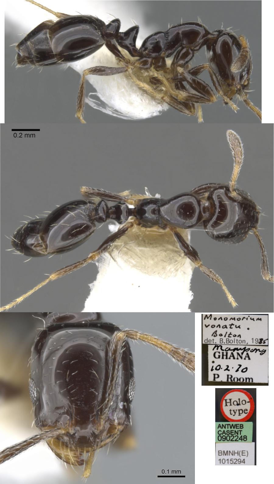 Monomorium vonatu