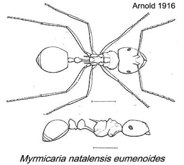 {Myrmicaria natalensis}