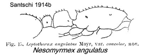 {Nesomyrmex angulatus concolor}