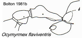 Ocymyrmex flaviventris