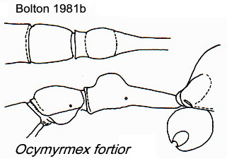 Ocymyrmex fortior