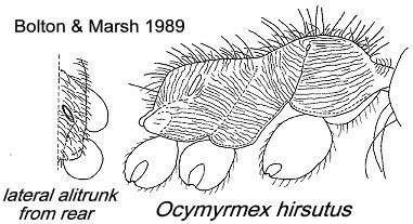Ocymyrmex hirsutus