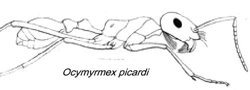 Ocymyrmex picardi