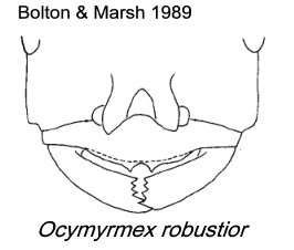 Ocymyrmex robustior