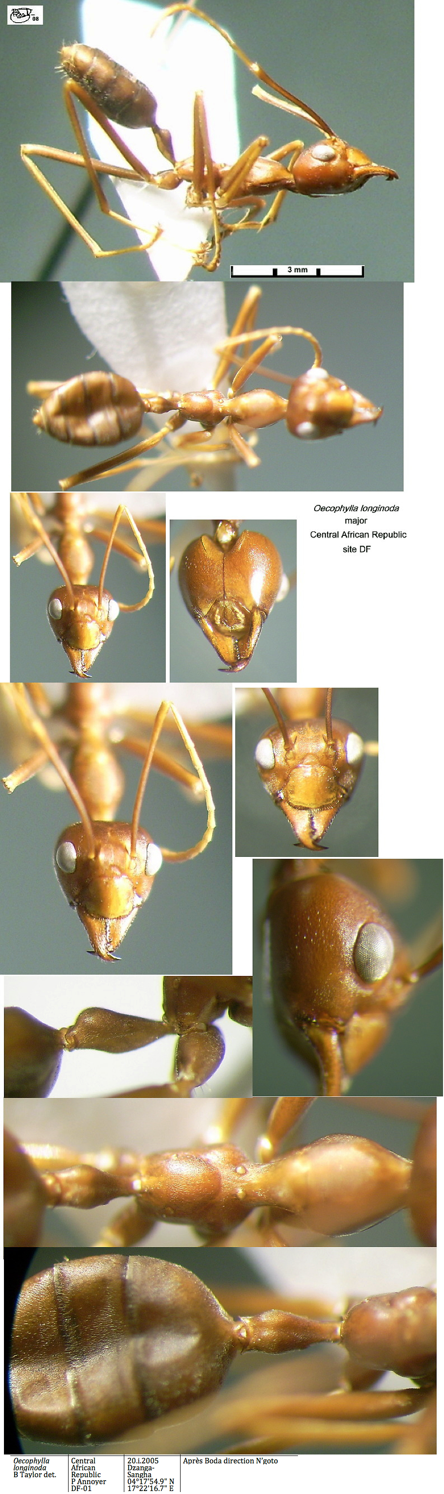 {Oecophylla longinoda type major}