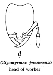 Oligomyrmex panamensis minor