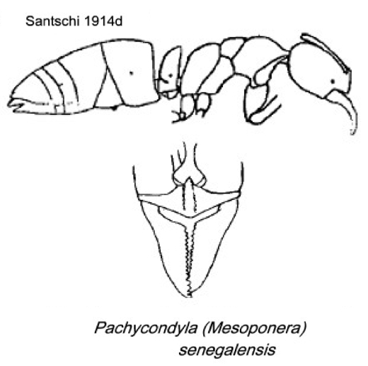 {Pachycondyla (Mesoponera) senegalensis}