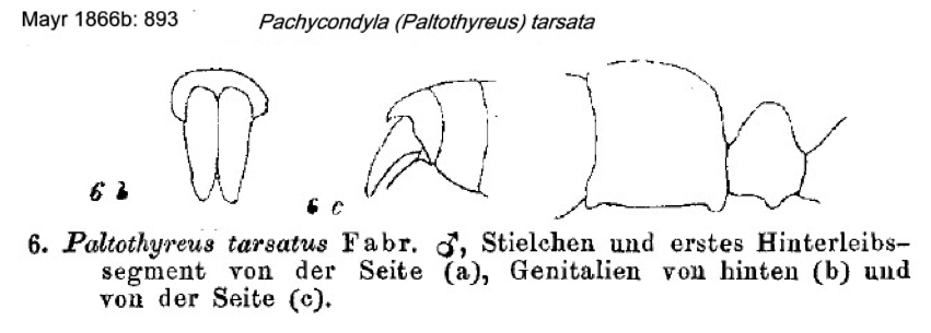 Pachycondyla tarsata male