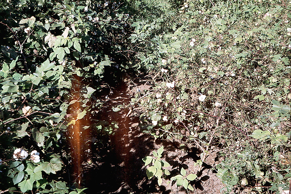 {to spray or not to spray?}