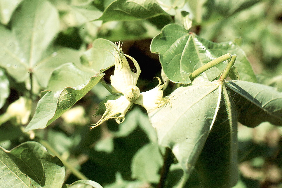 {Bollworm - 1st instar larval damage}