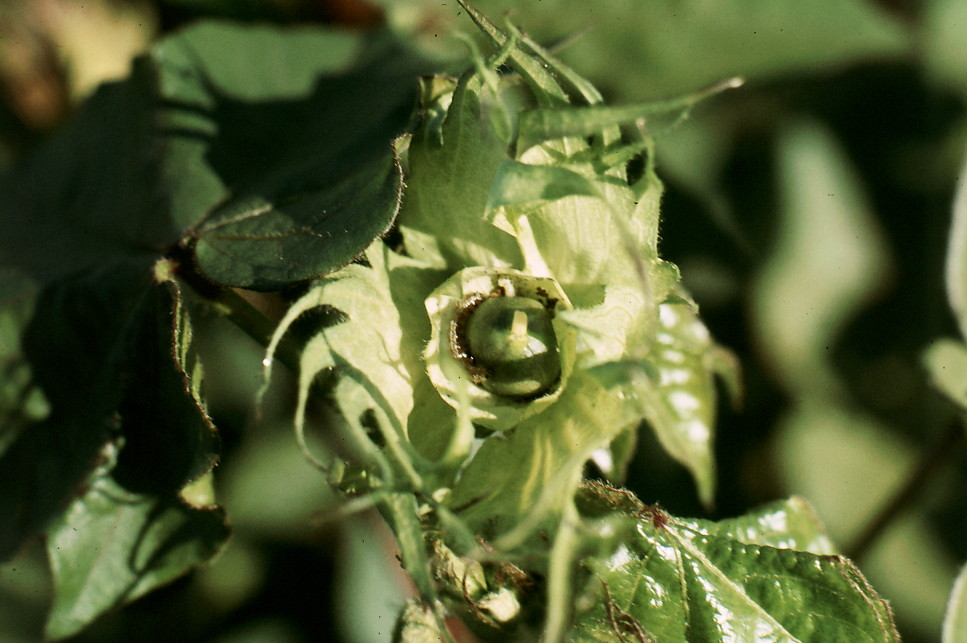 {Bollworm - flared bud}