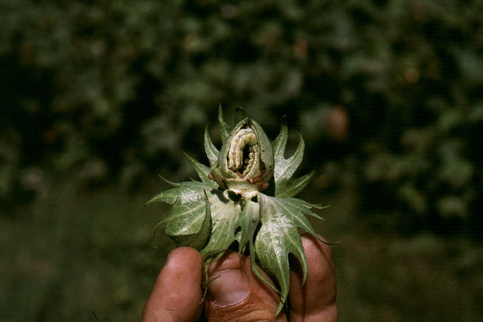 {bollworm final instar larva}