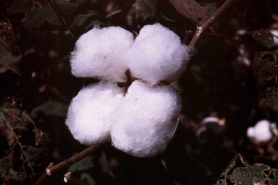 {cotton boll}