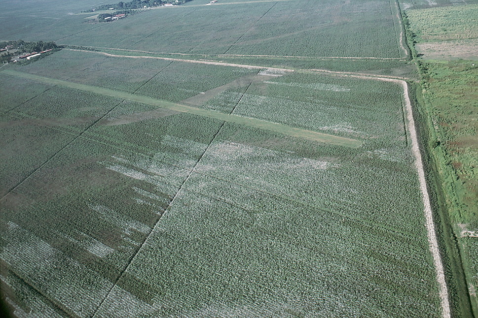 {As big as they come - picking}