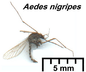 {Aedes nigripes}