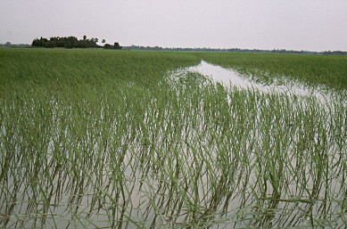 Deepwater Rice - Brian Taylor