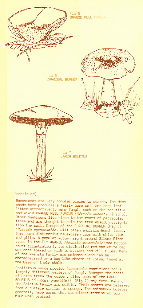 {environment leaflet page 5}