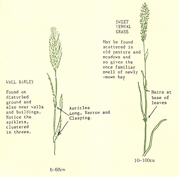 {environment leaflet page 3}