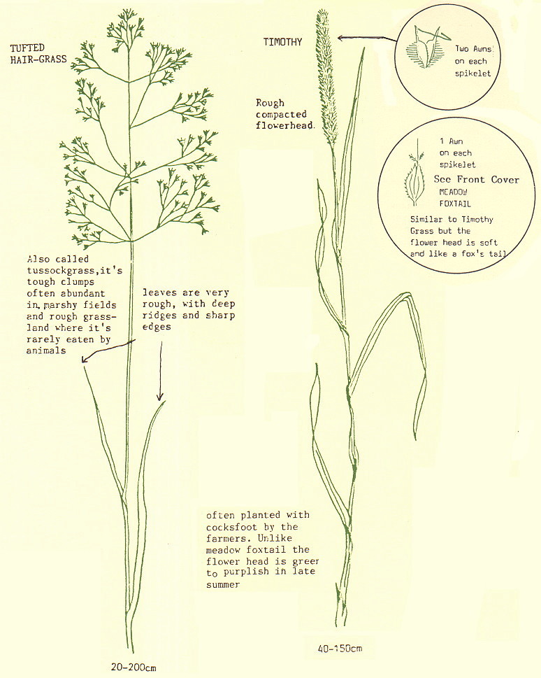 {environment leaflet page 4}