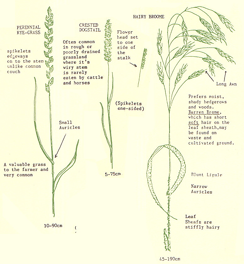 {environment leaflet page 4}